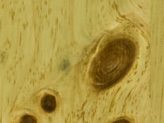 Greenpanel Veneers
